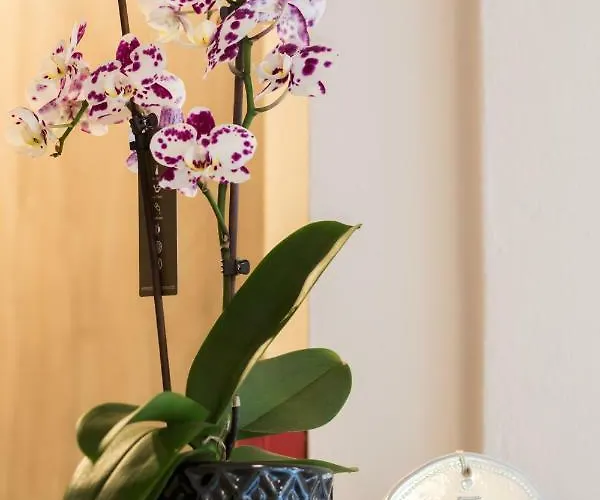 شقة فندقية Porfyris And 4*